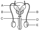 reproduction and development, human male reproductive system fig: lenv62012-exam_w_g12.png